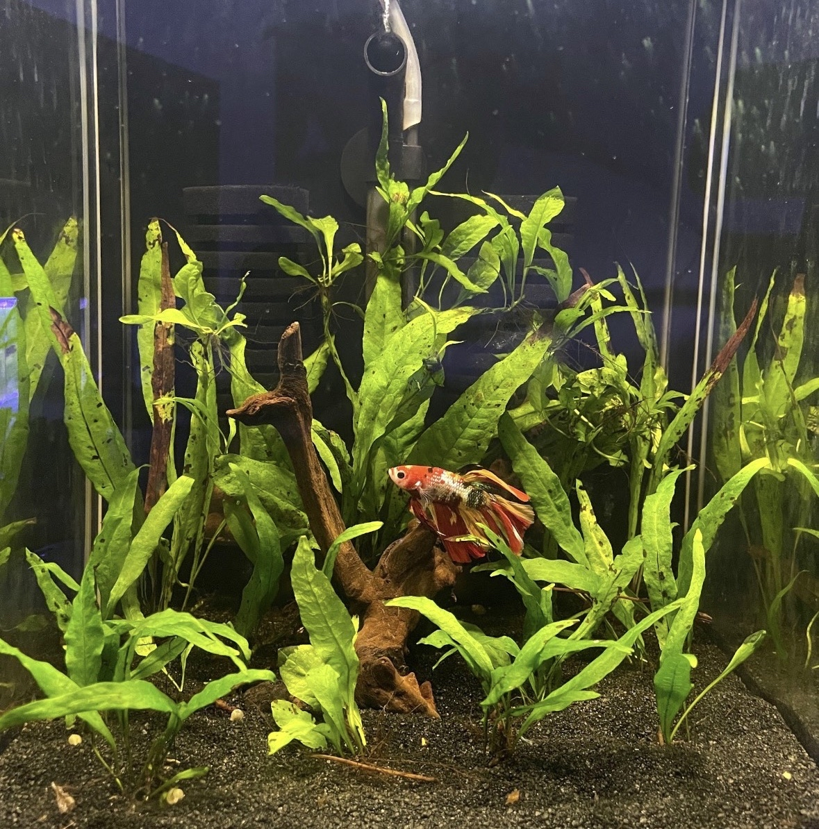 Planted betta aquarium with java fern, driftwood and a red betta
